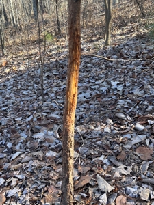 40 acres of hardwood timber in Talladega - image 26