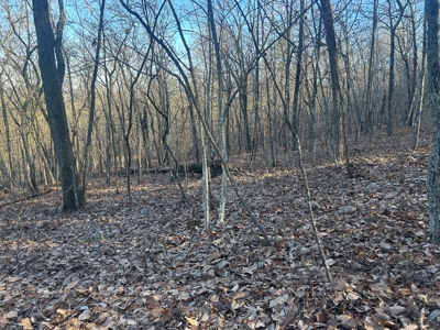 40 acres of hardwood timber in Talladega - image 3