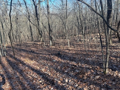 40 acres of hardwood timber in Talladega - image 17