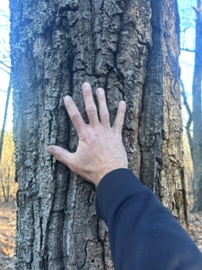 40 acres of hardwood timber in Talladega - image 9