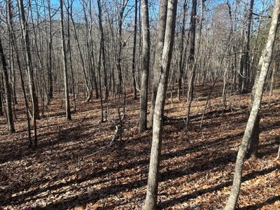 40 acres of hardwood timber in Talladega - image 11