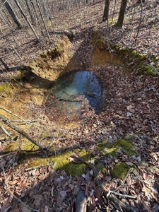 40 acres of hardwood timber in Talladega - image 35