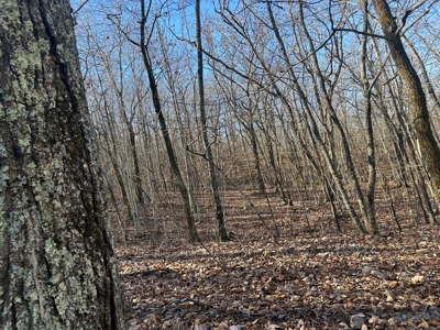40 acres of hardwood timber in Talladega - image 25