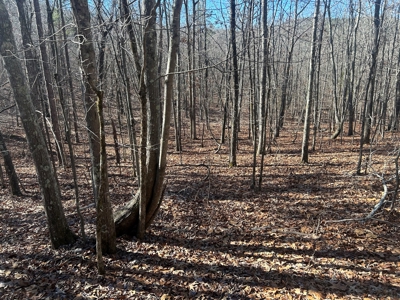 40 acres of hardwood timber in Talladega - image 10