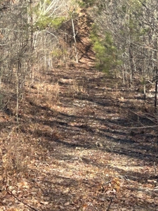 40 acres of hardwood timber in Talladega - image 32