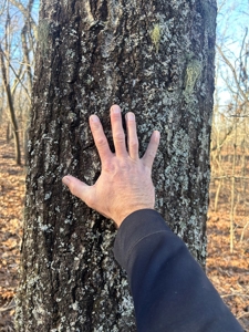 40 acres of hardwood timber in Talladega - image 38