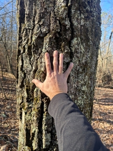 40 acres of hardwood timber in Talladega - image 19