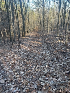 40 acres of hardwood timber in Talladega - image 2