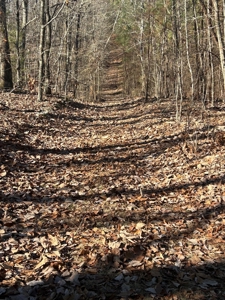40 acres of hardwood timber in Talladega - image 29