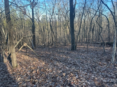 40 acres of hardwood timber in Talladega - image 4