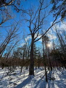 Country Paradise: 6.83 Wooded Acres Near Buggs Island Lake - image 18