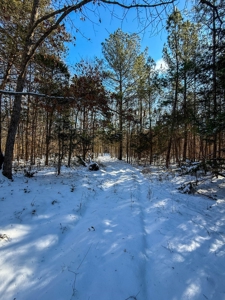 Country Paradise: 6.83 Wooded Acres Near Buggs Island Lake - image 23