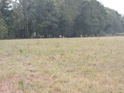 Fourche La Fave River Farm FOR SALE - image 47