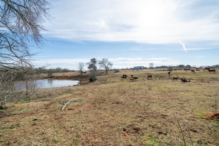 Texas Ranchland for Sale - image 6