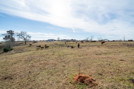 Texas Ranchland for Sale - image 22