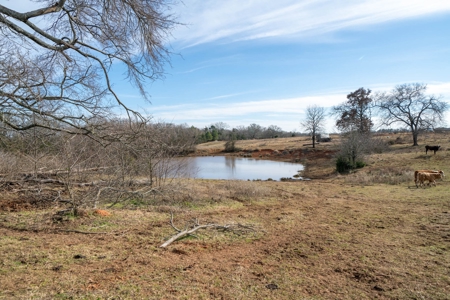 Texas Ranchland for Sale - image 21
