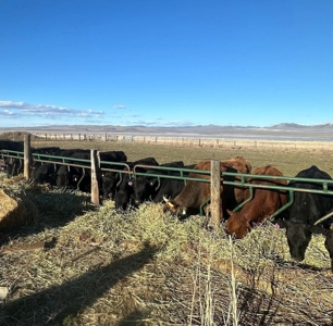 442.9 Ac-3 homes, a meat processing bldg, barns, workshop+++ - image 31