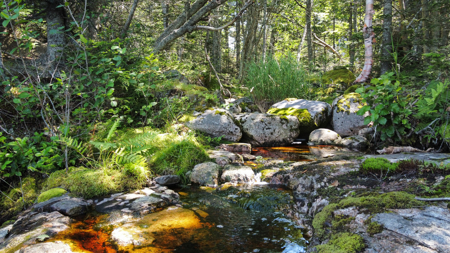 Maine Coastal Land for sale - image 9