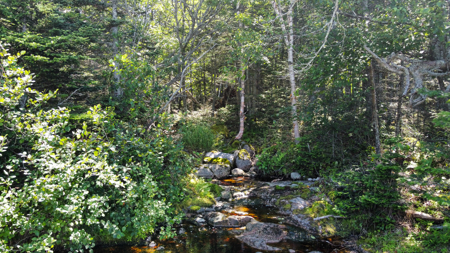 Maine Coastal Land for sale - image 10