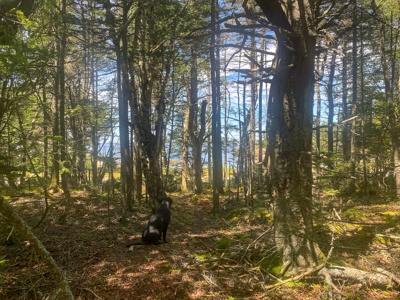 Maine Coastal Land for sale - image 16