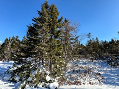 Maine Coastal Land for sale - image 10