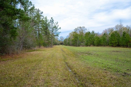 820 Acre Hunting Estate - Kinder LA  -  Allen Parish - image 27