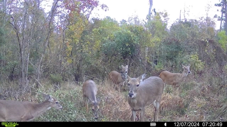 820 Acre Hunting Estate - Kinder LA  -  Allen Parish - image 21