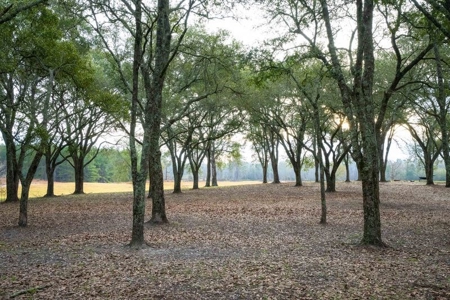 820 Acre Hunting Estate - Kinder LA  -  Allen Parish - image 11