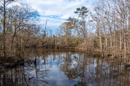 820 Acre Hunting Estate - Kinder LA  -  Allen Parish - image 4