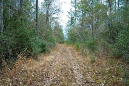 820 Acre Hunting Estate - Kinder LA  -  Allen Parish - image 37