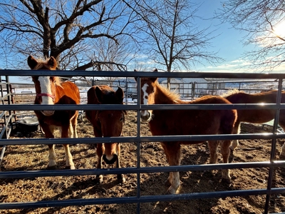 75-Acre Multi- Use farm on Santa Fe Trail. Investment potential. - image 22