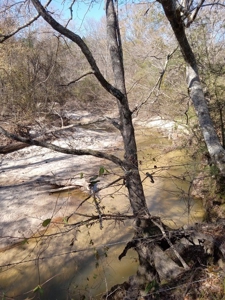 Riverfront Property For Sale Franklin County Mississippi - image 9