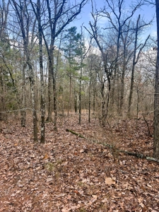 21.5 ACRES in WINNSBORO, WOOD COUNTY TEXAS - EAST OF DALLAS - image 2