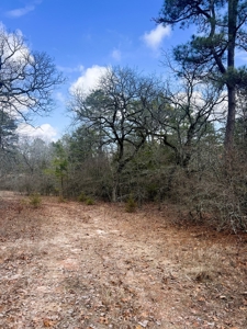 21.5 ACRES in WINNSBORO, WOOD COUNTY TEXAS - EAST OF DALLAS - image 6