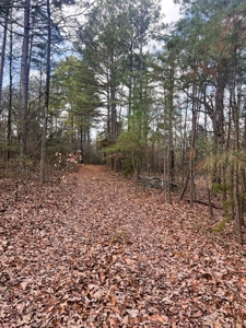 21.5 ACRES in WINNSBORO, WOOD COUNTY TEXAS - EAST OF DALLAS - image 4