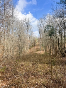 21.5 ACRES in WINNSBORO, WOOD COUNTY TEXAS - EAST OF DALLAS - image 9