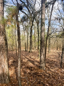 21.5 ACRES in WINNSBORO, WOOD COUNTY TEXAS - EAST OF DALLAS - image 10