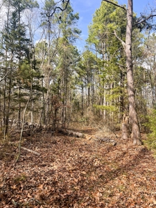 21.5 ACRES in WINNSBORO, WOOD COUNTY TEXAS - EAST OF DALLAS - image 8