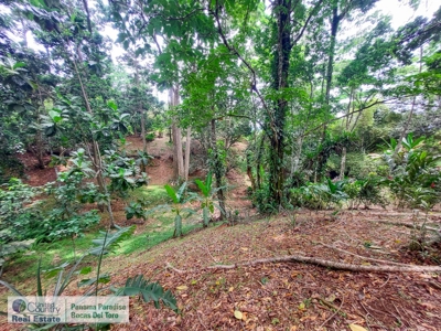 Dolphin Bay Home, Bocas del Toro, Panama - image 21