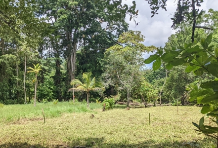 Lots for Sale in New Off-Grid Community, Bocas del Toro - image 4