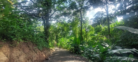Lots for Sale in New Off-Grid Community, Bocas del Toro - image 10