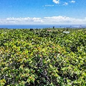Wooded lot with possible ocean views on Big Island Hawaii - image 9