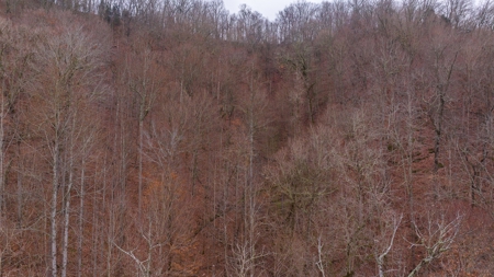 East Tennessee Farm for Sale –Greene County - image 11