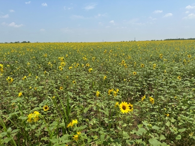 Turnkey Hunting Ranch in Gouldbusk, TX for Sale - image 5