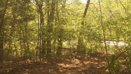 Arkansas Land For Sale In Sharp County - image 3