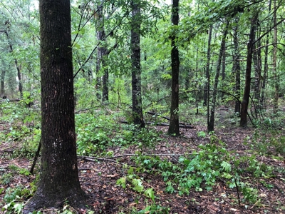 No Restriction Lots - Beauregard, AL - image 5
