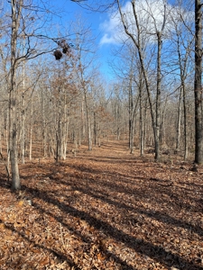 Hunting Land For Sale In Arkansas - image 6