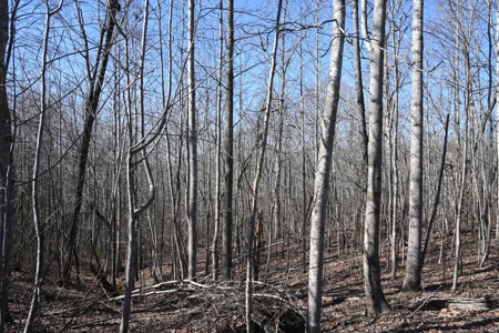 Tract 1 for Sale in Linden, Tennessee - image 5