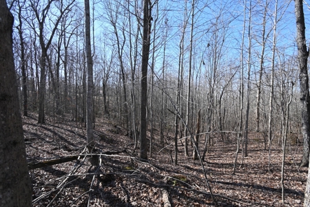 Tract 1 for Sale in Linden, Tennessee - image 4