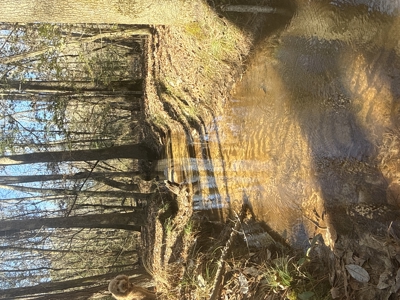 East Texas Timberland and Hunting Property - image 10